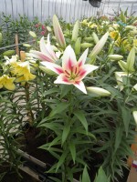 [1754 Nymph No02.JPG]